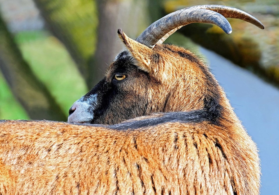 Animal beautiful photo brown