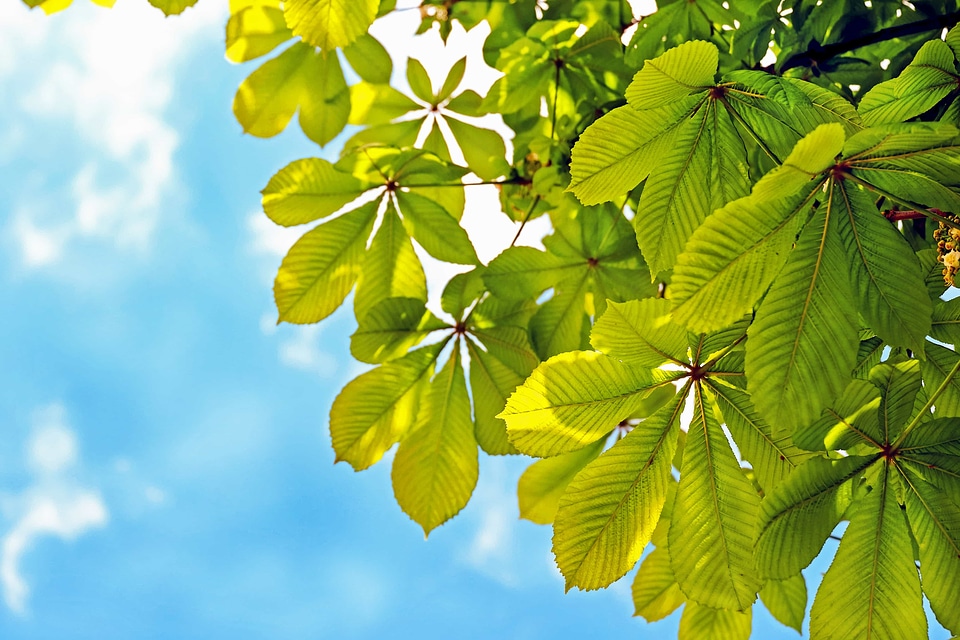Blue Sky branch flora