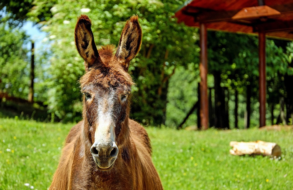 Animal cute donkey