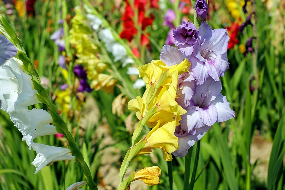 Beautiful Flowers blooming blossom
