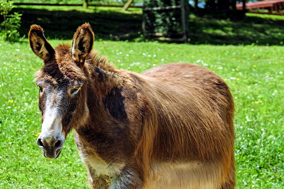 Animal brown donkey