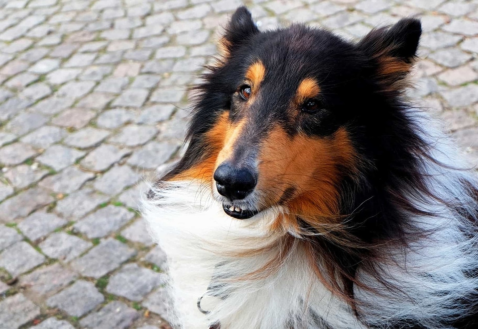 Animal canine carnivore