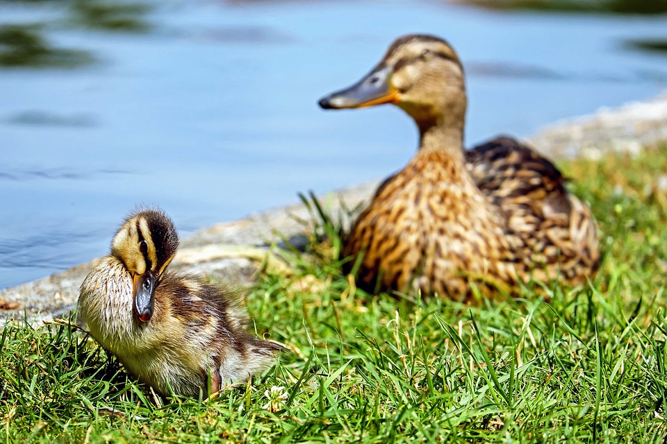 Animal aquatic bird avian