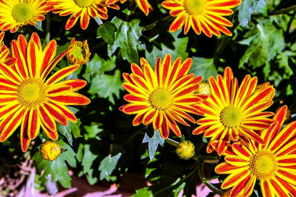 Beautiful Flowers beautiful photo blooming
