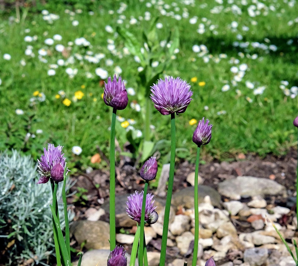 Beautiful Flowers blooming blossom