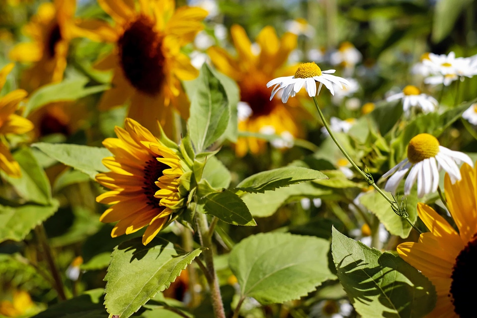 Agriculture beautiful flowers beautiful photo