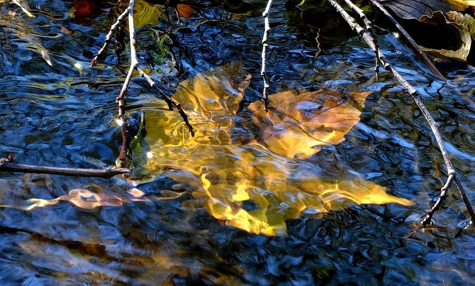 Coast environment forest