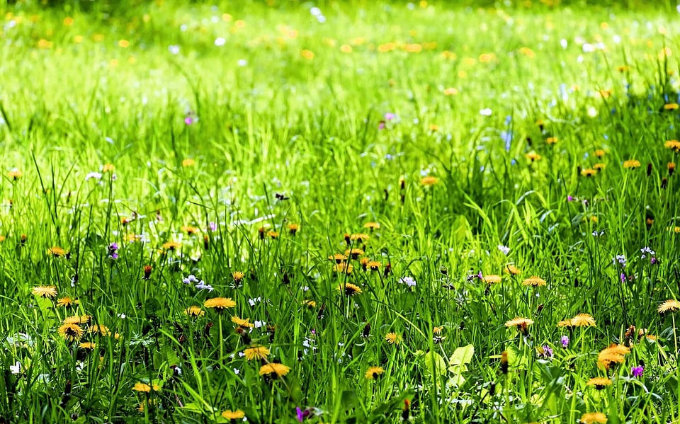 Agriculture aquatic beautiful flowers