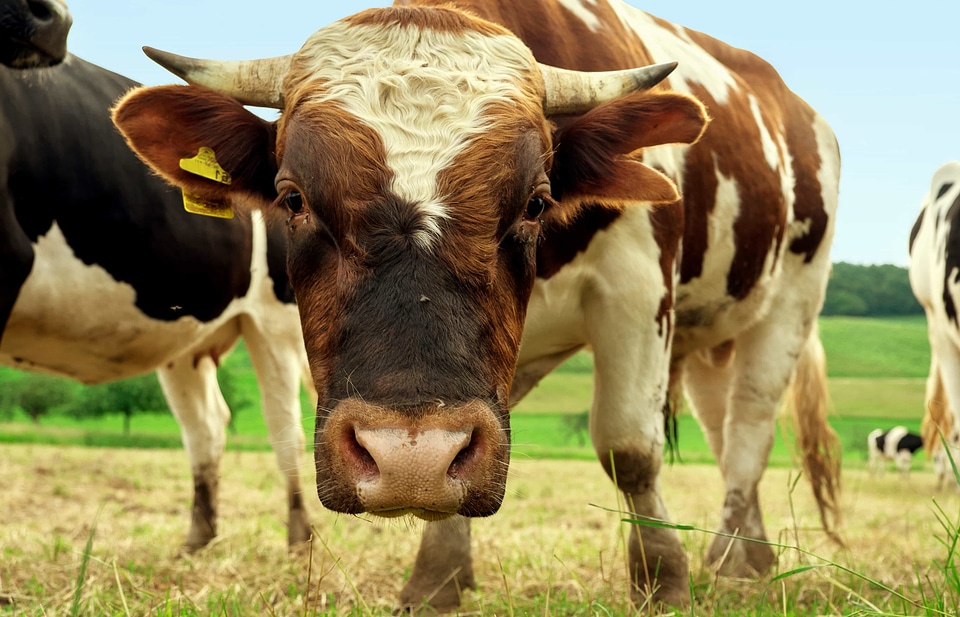 Agriculture animal animals