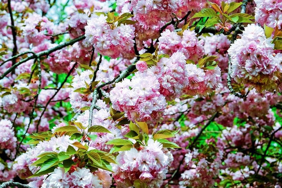 Beautiful Flowers blooming blossom