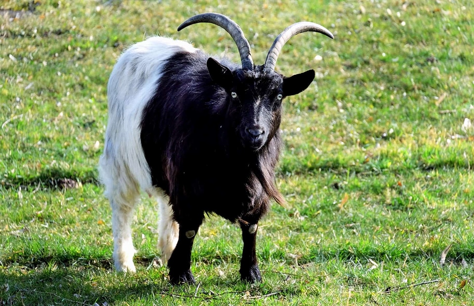 Animal farm fauna