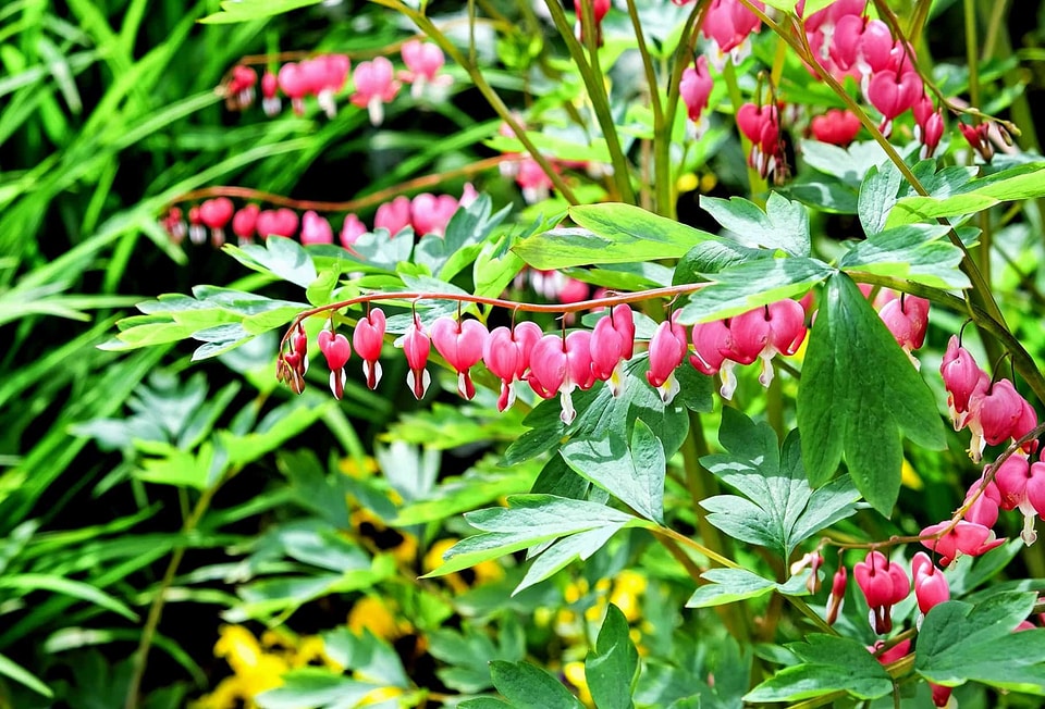 Beautiful Flowers blooming blossom
