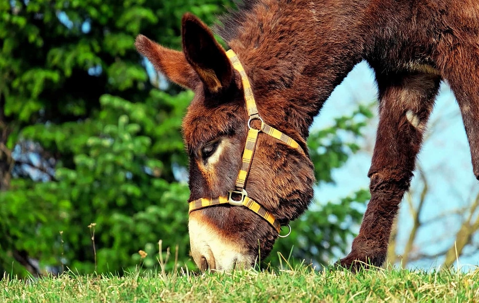 Animal beautiful photo donkey