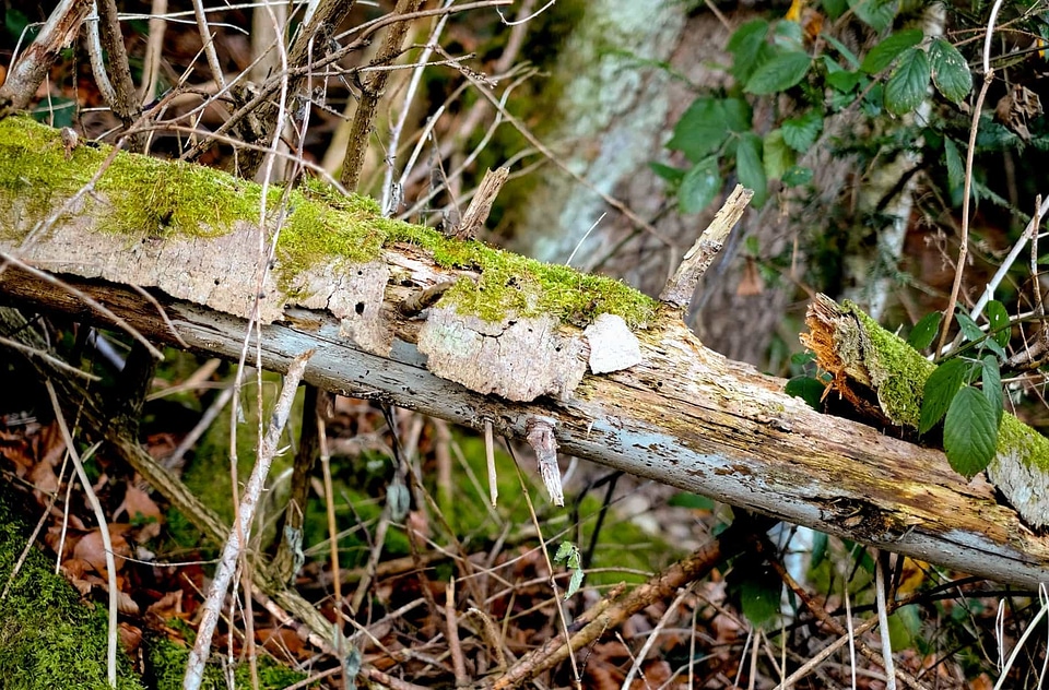 Bark environment flora