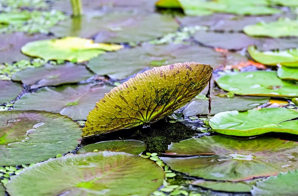 Aquatic coast flora
