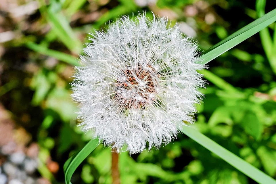 Beautiful Flowers blooming blossom