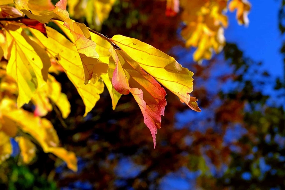 Autumn autumn season branch