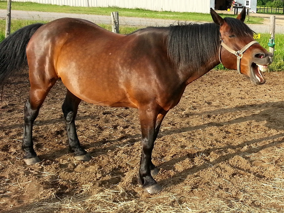 Riding animal outdoor