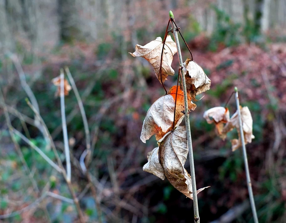 Autumn autumn season dry season