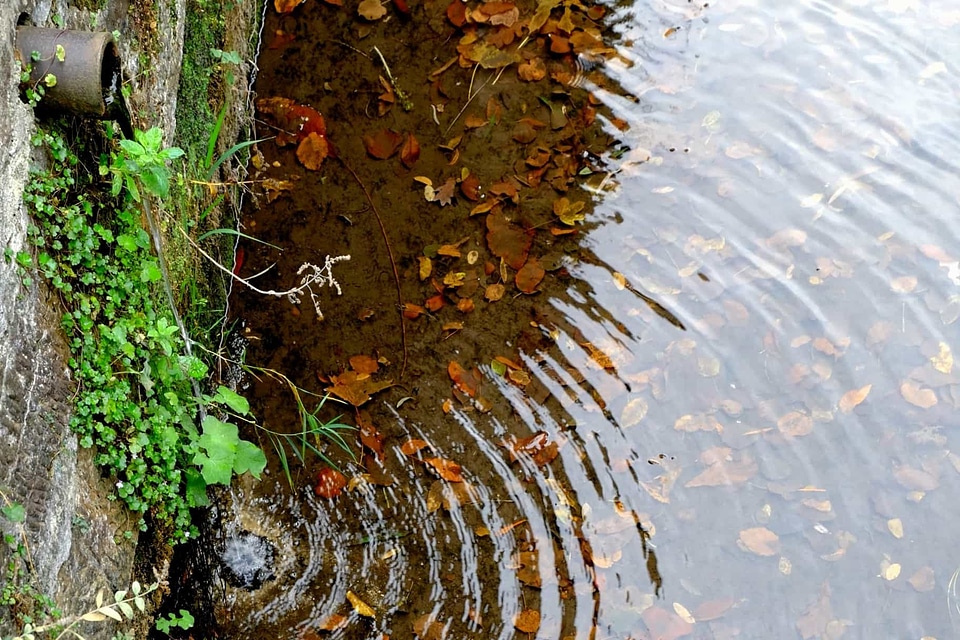 Concrete landscape leaf