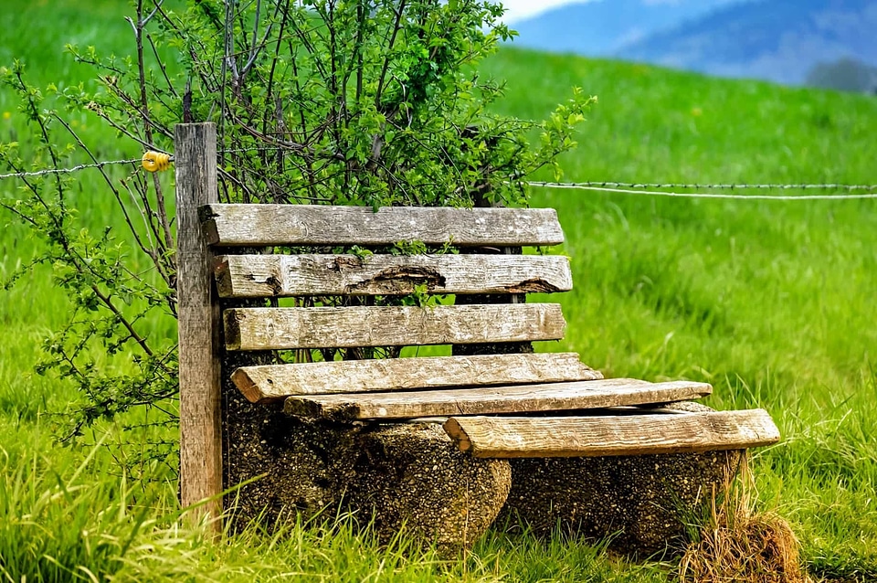 Bench flora grass