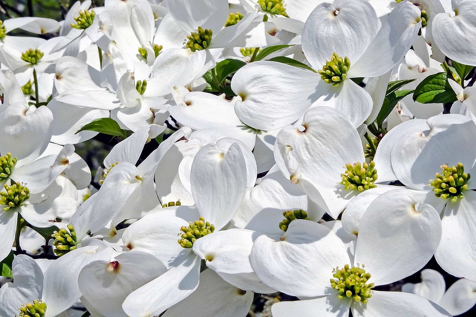 Beautiful Flowers bloom blooming