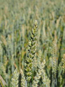 Ear grain cornfield