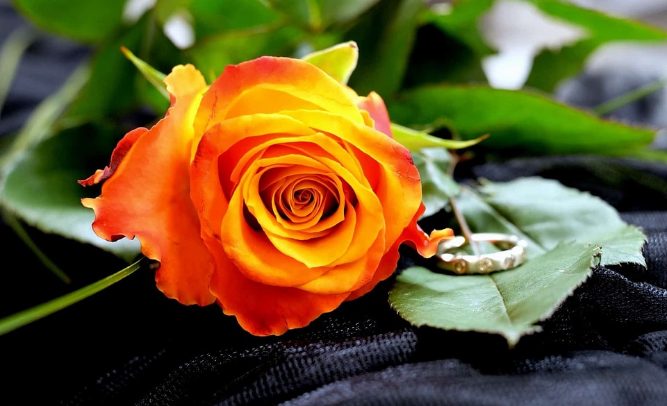 Beautiful Flowers beautiful photo blooming