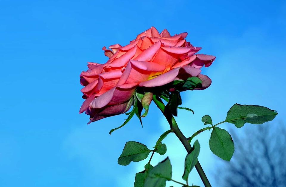 Beautiful Flowers beautiful photo bloom