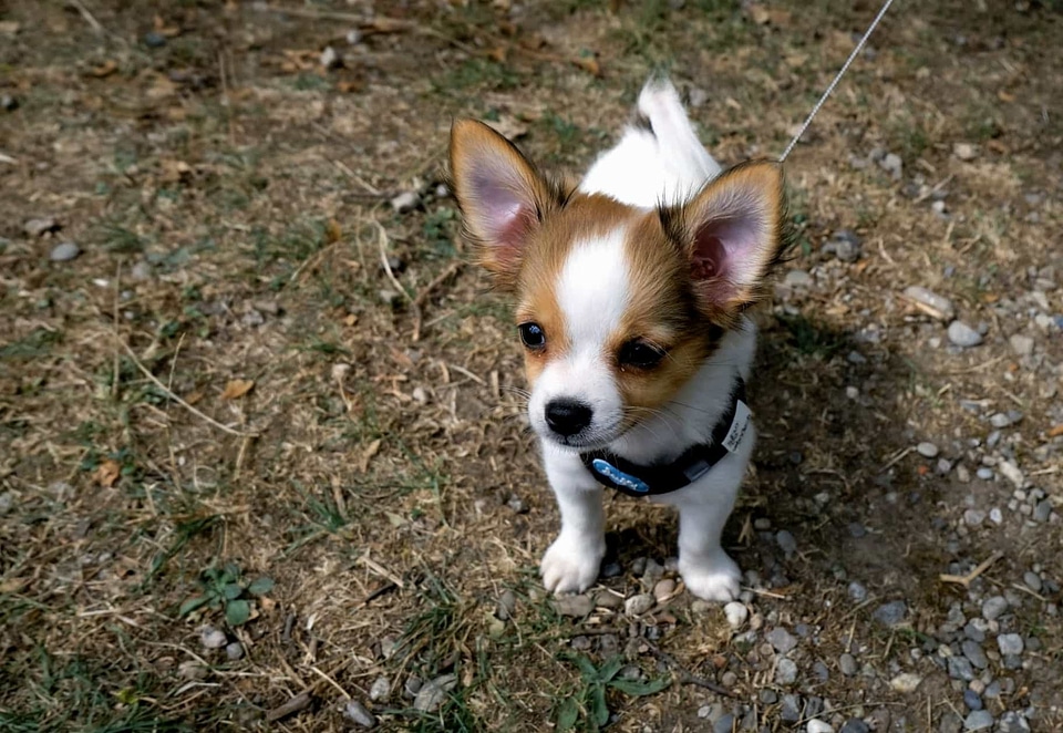 Adorable animal brown