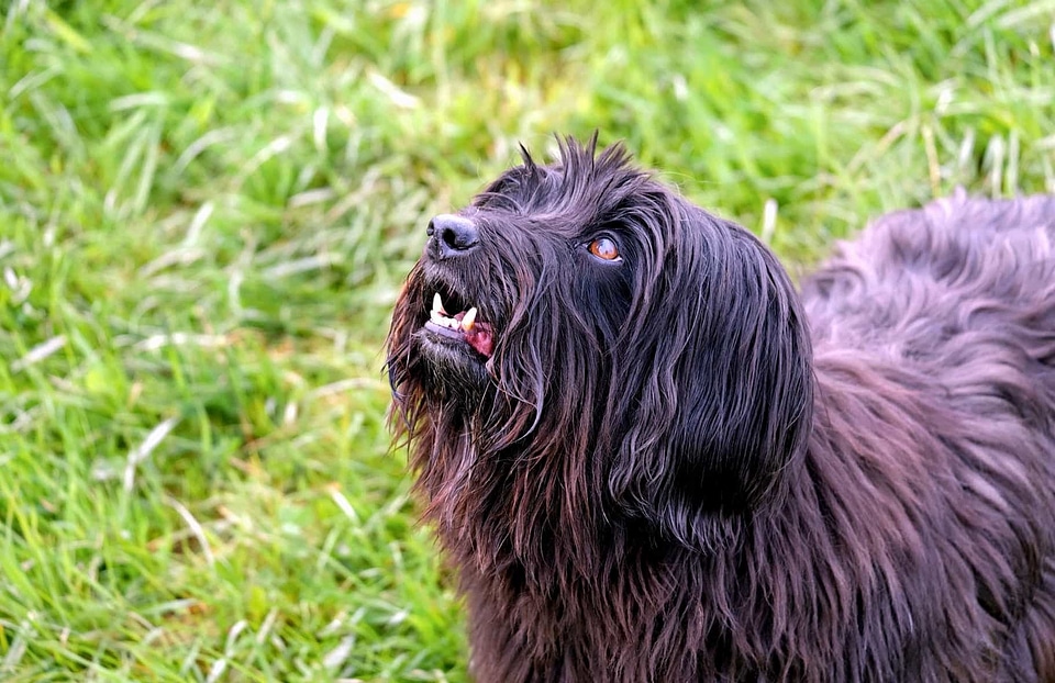 Animal beautiful photo canine
