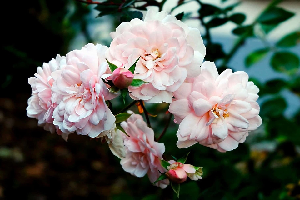 Beautiful beautiful flowers bloom