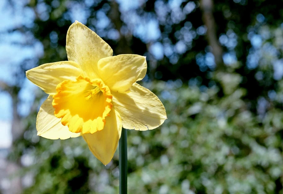 Beautiful Flowers blooming blossom