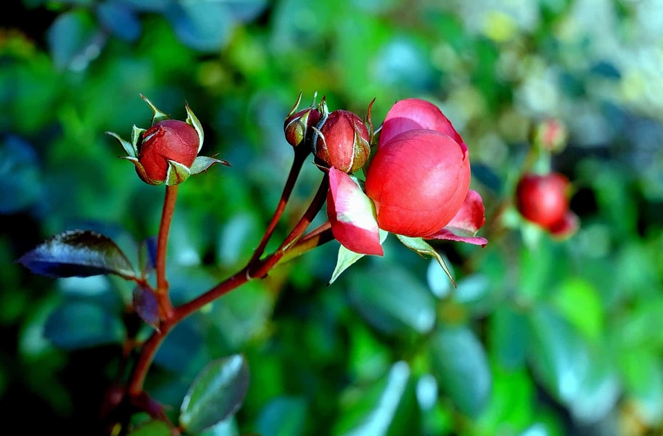 Beautiful Flowers beautiful photo blooming