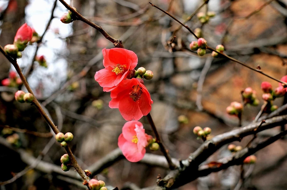 Autumn beautiful flowers blooming