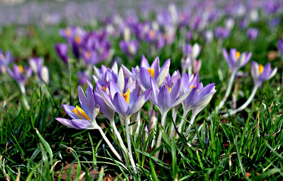Beautiful Flowers bloom blooming