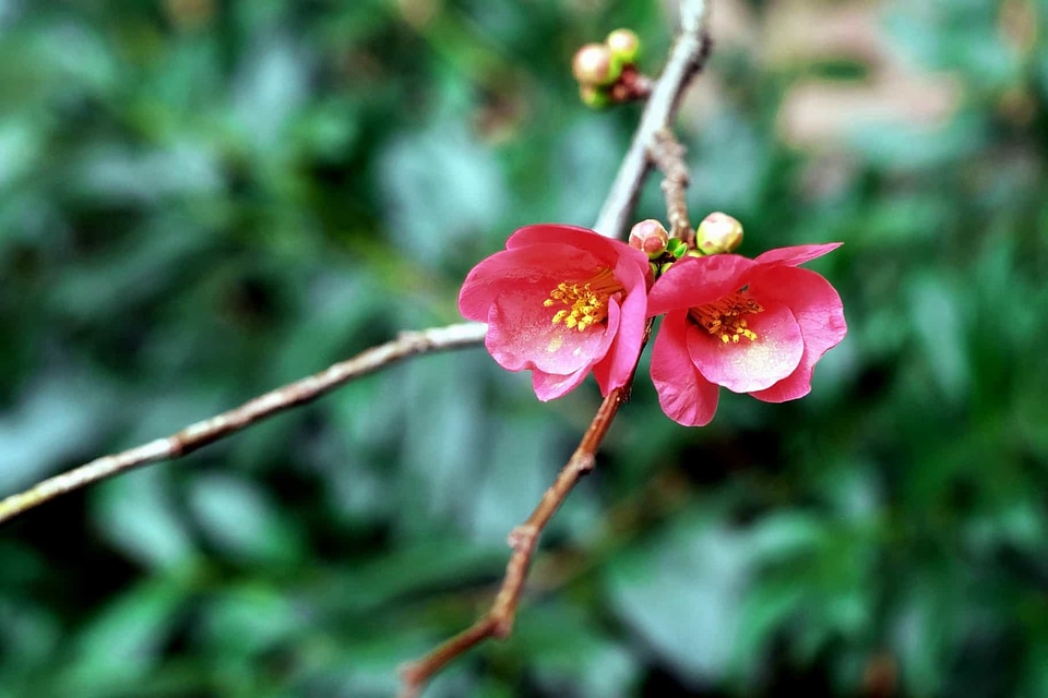Beautiful Flowers blooming blossom