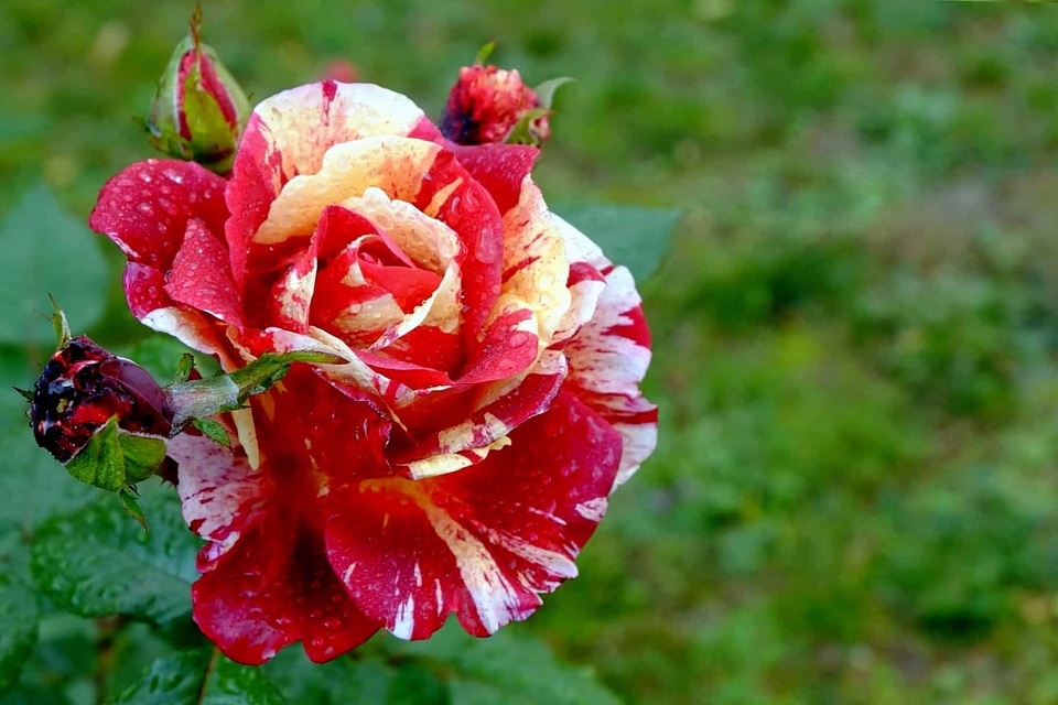 Beautiful Flowers beautiful photo blooming
