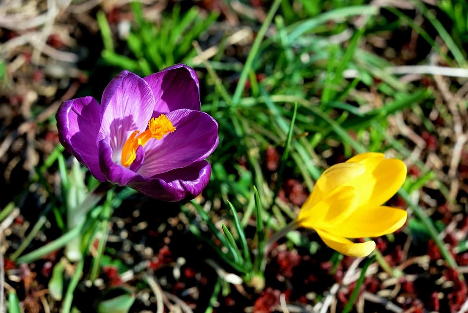Beautiful beautiful flowers bloom