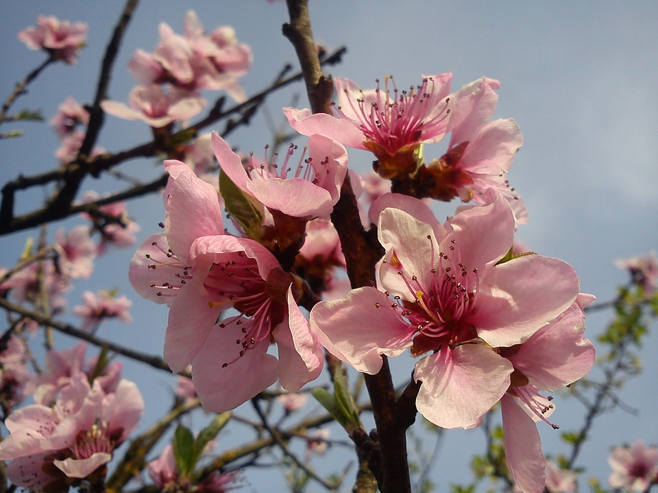 Flowers pink close up