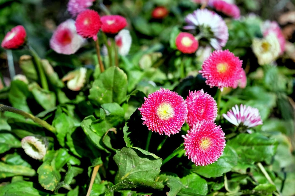 Beautiful Flowers blooming blossom