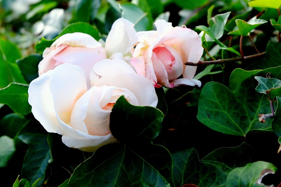 Beautiful Flowers blooming blossom