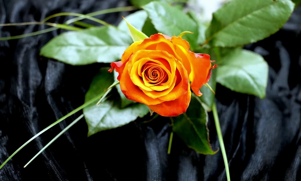 Beautiful Flowers beautiful photo blooming