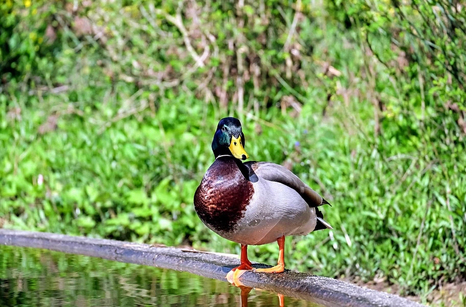 Animal aquatic bird avian
