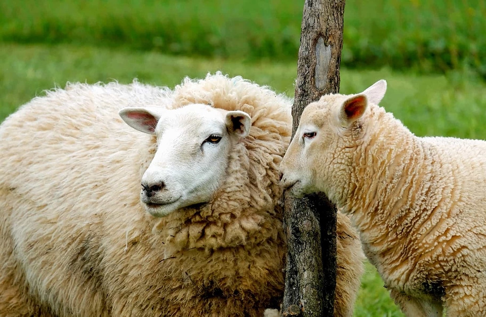 Agriculture animal animals
