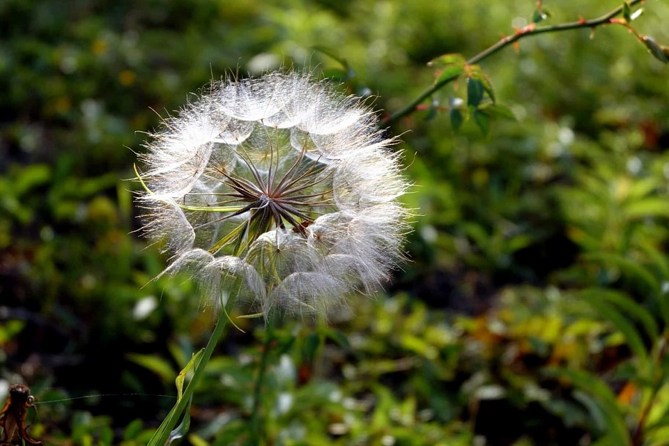 Beautiful beautiful flowers blooming