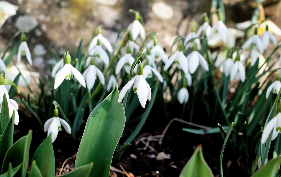 Beautiful Flowers blooming blossom