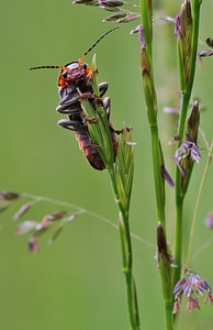 Animals nature climb photo