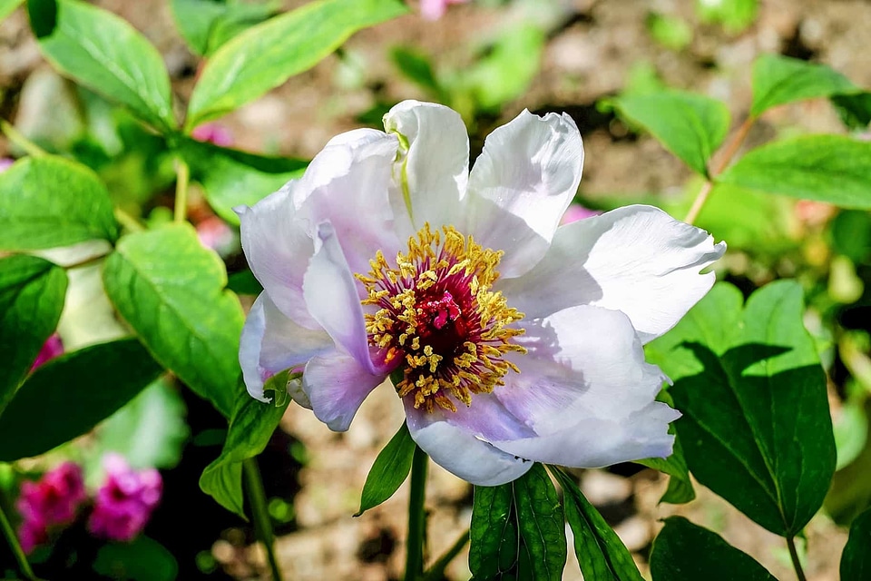 Beautiful Flowers bloom blooming