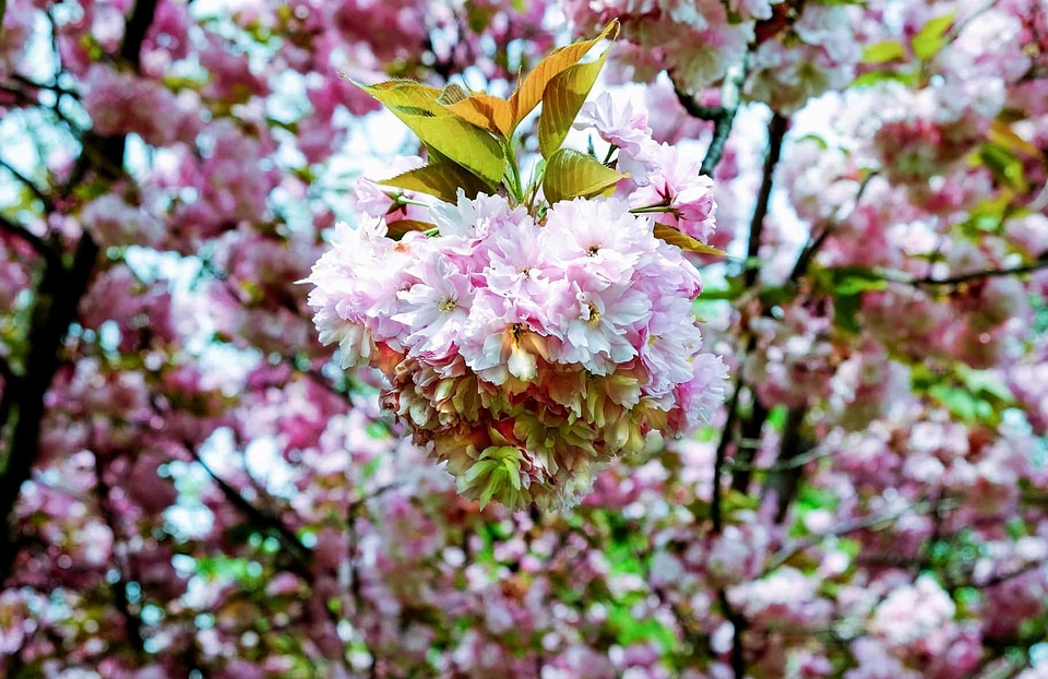 Beautiful Flowers bloom blooming